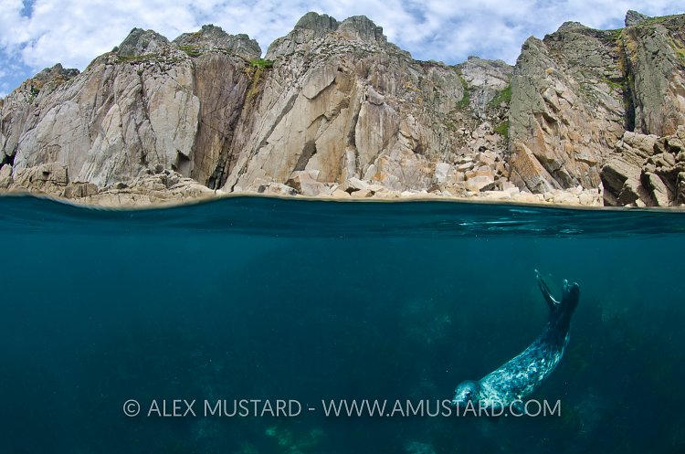Grey Seal Beneath Cliffs. Lundy Island, UK