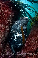 Bull Grey Seal. Lundy Island, UK.
