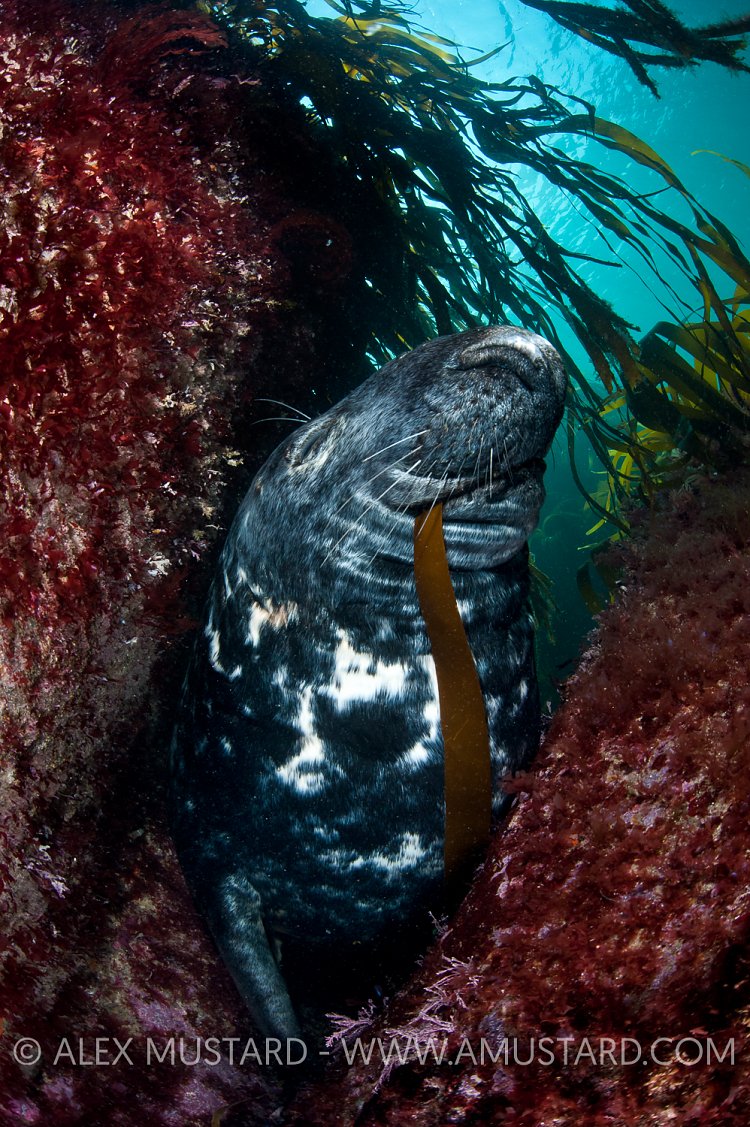 Bull Grey Seal. Lundy Island, UK.