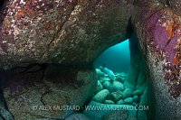Seal In Cave. Lundy Island, UK.