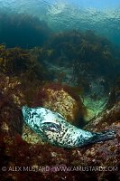 Sleeping Seal. Lundy Island, UK.