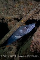 Conger Eel. Dorset, UK.
