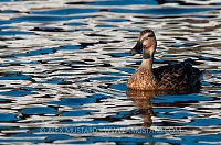Female Mallard Portrait. Hampshire, UK