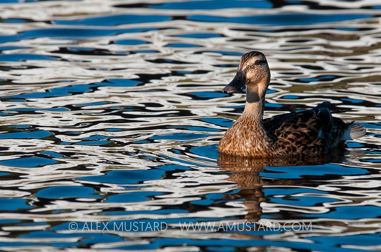Female Mallard Portrait. Hampshire, UK