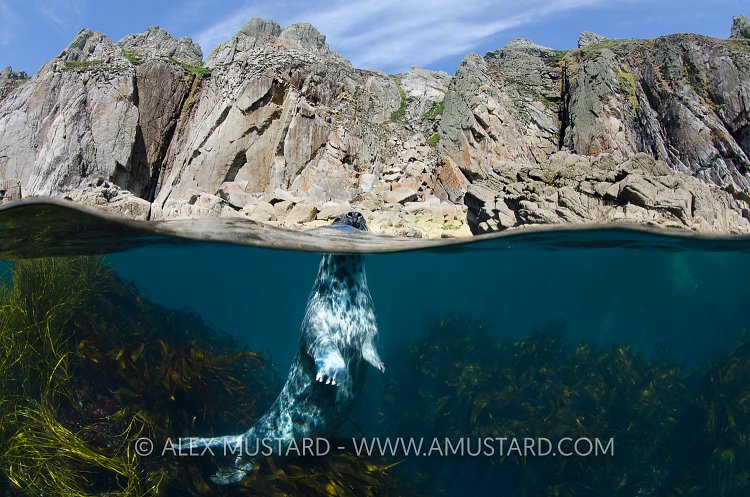 Grey Seal At Surface. Lundy, UK.