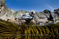Grey Seal. Lundy Island, UK.