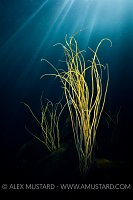 Thongweed In Evening Light. Lundy Island.