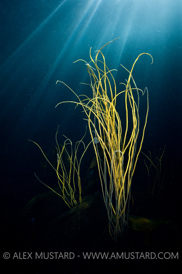Thongweed In Evening Light. Lundy Island.