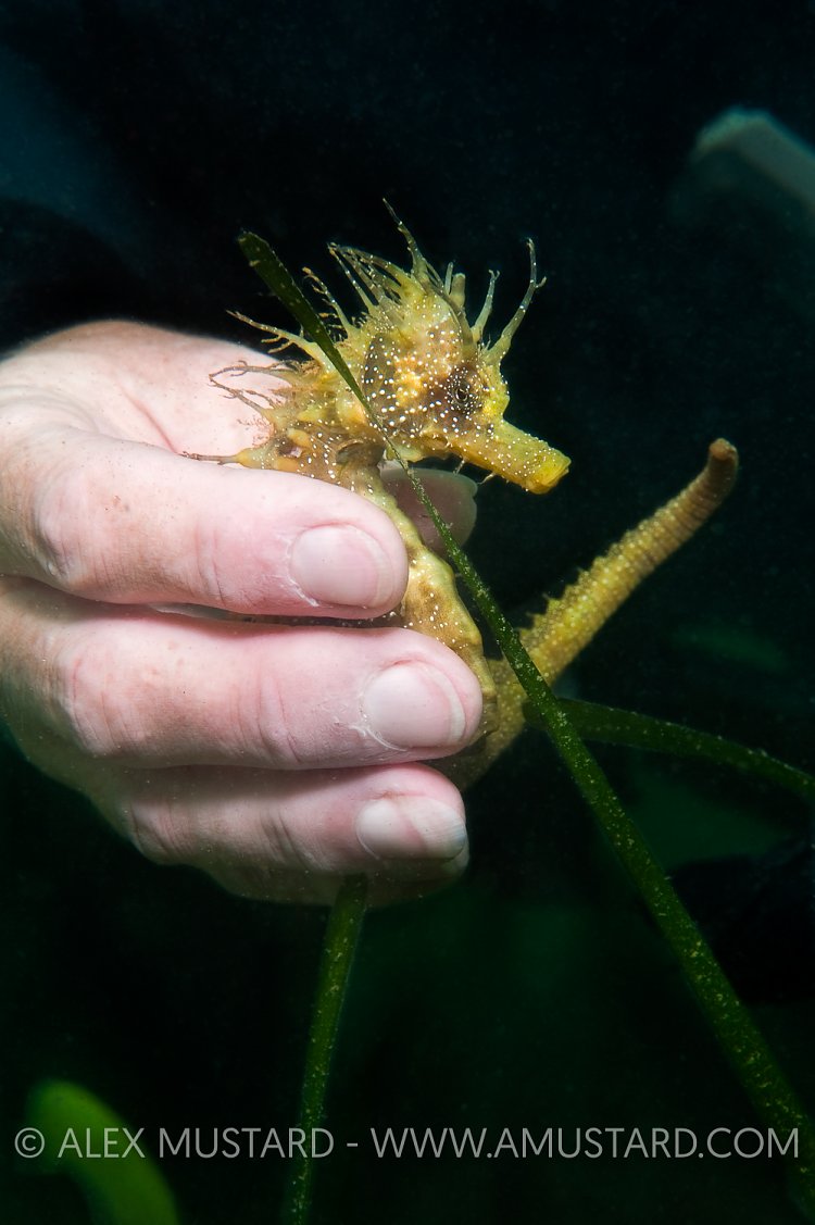 Seahorse Research. Dorset, UK.