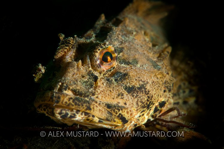 Yellow Scorpionfish. West Sussex, UK.