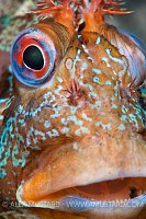 Tompot Blenny, Swanage, Dorset, UK