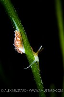 Nudibranch on Seagrass. Cornwall, UK.