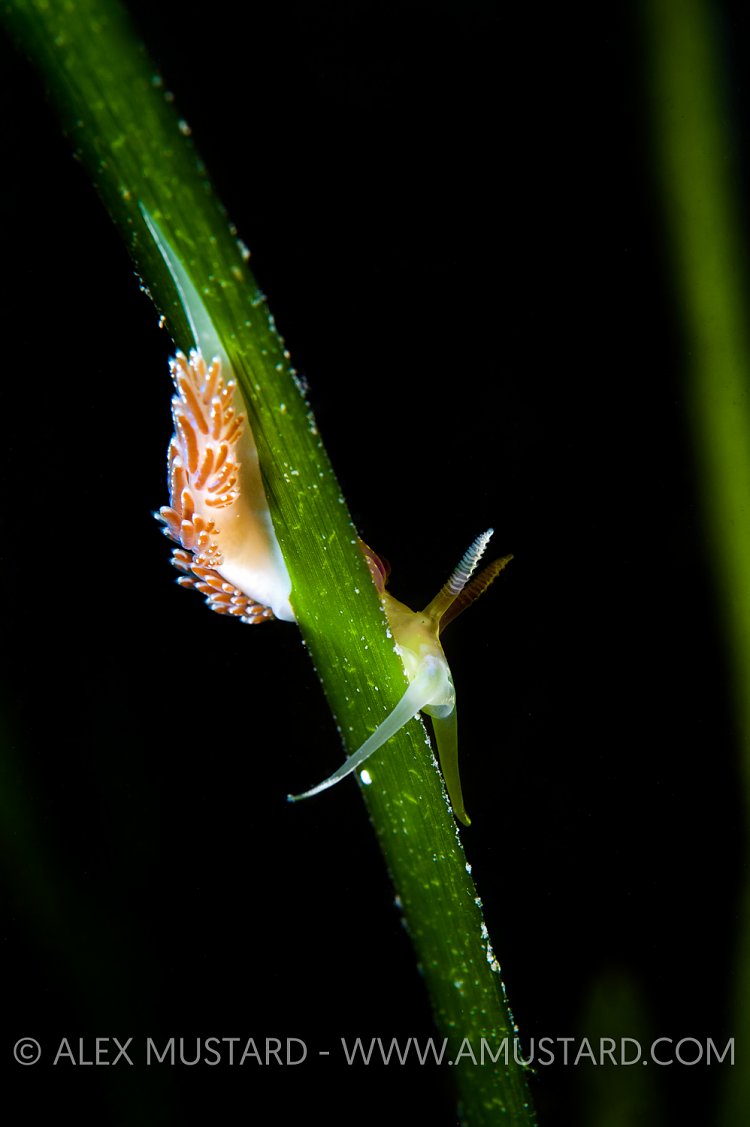Nudibranch on Seagrass. Cornwall, UK.