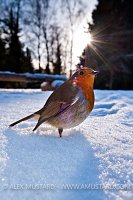 Robin In Snow. New Forest, UK.