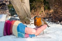 Robin And Hand. New Forest, UK.