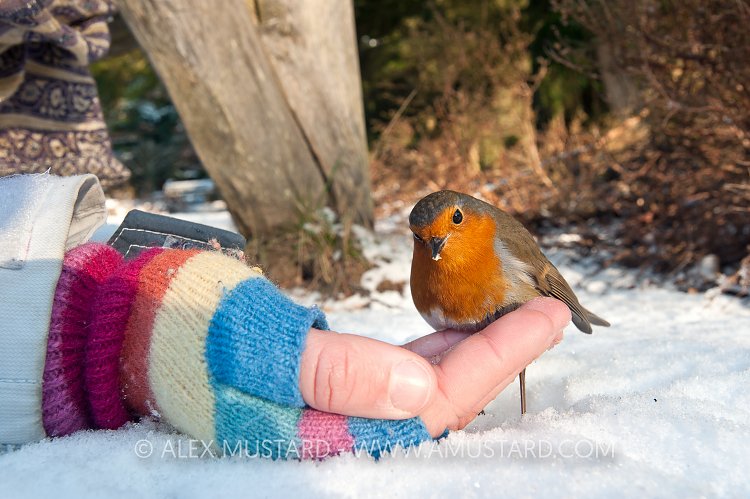 Robin And Hand. New Forest, UK.