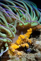 Spider Crab Under Anemone. West Sussex, UK.