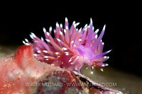 Nudibranch, West Sussex, UK.