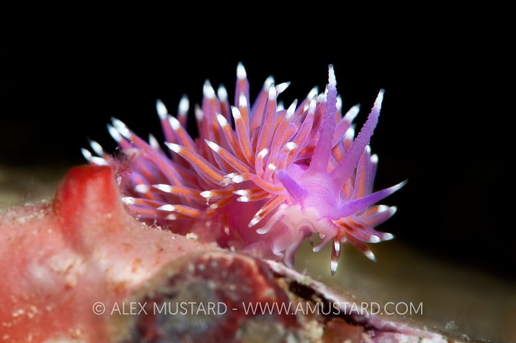 Nudibranch, West Sussex, UK.