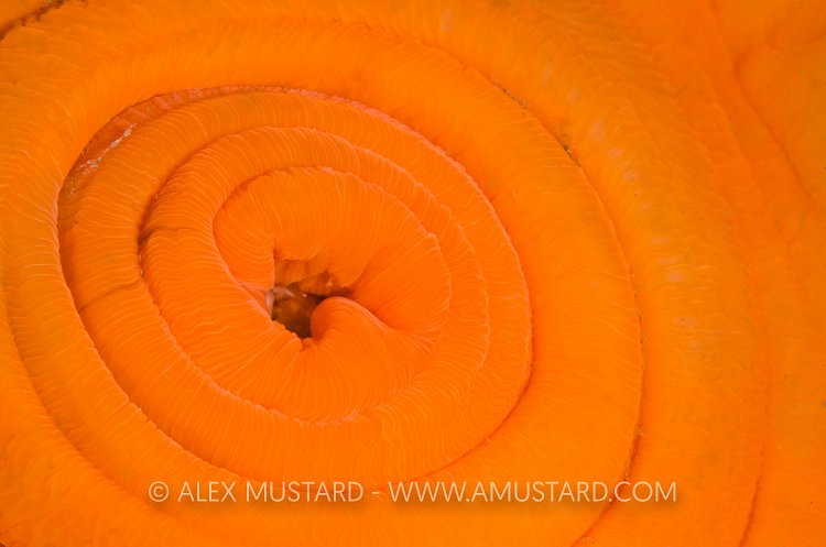 Anemone Detail. Devon, UK.