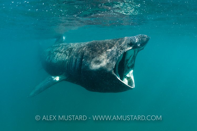 Basking Shark Feeding. Cornwall, UK