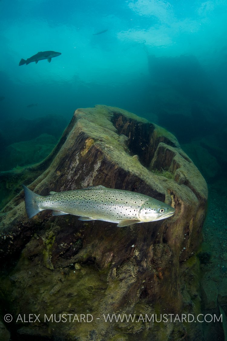 Brown Trout In Lake. England.