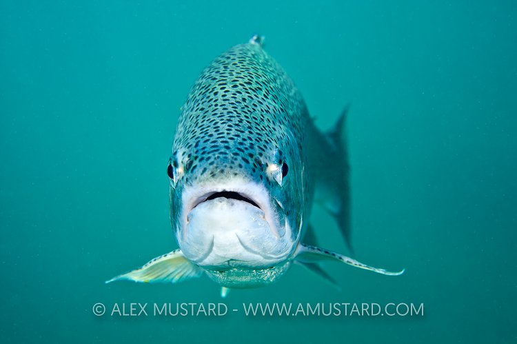 Rainbow Trout, Lancashire, UK.