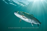 Rainbow Trout, Lancashire, UK