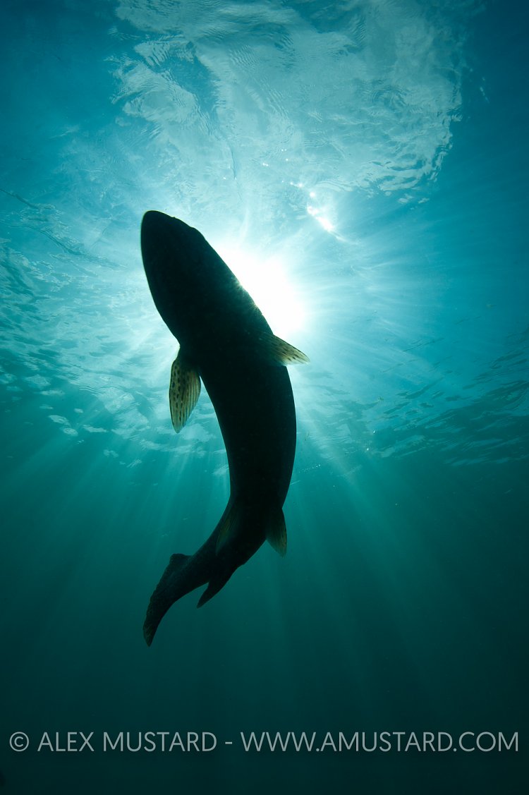 Brown Trout Silhouette. England.