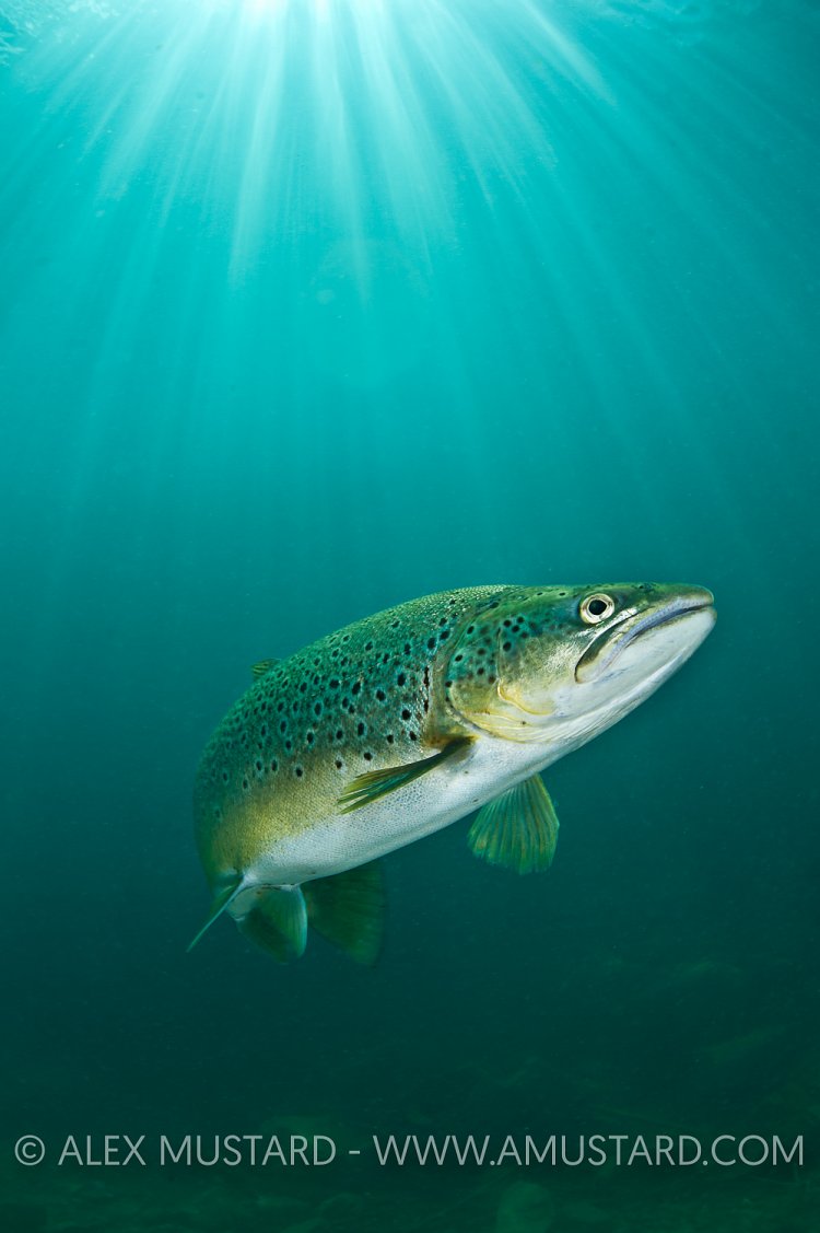 Brown Trout In Sunbeams. Lancashire, UK.