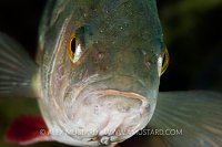 Perch Portrait. Freshwater. UK