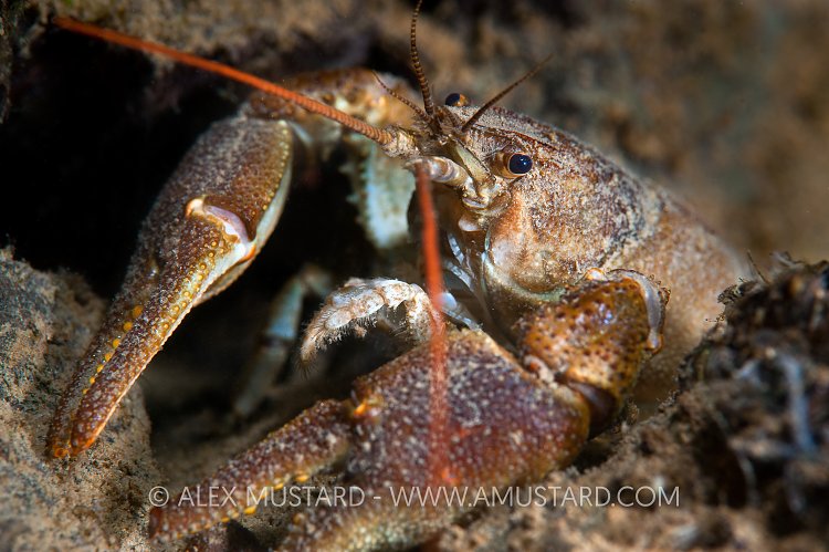 British Crayfish. Leicestershire, UK.