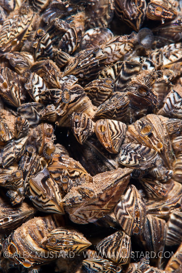 Zebra Mussels. Leicestershire, UK