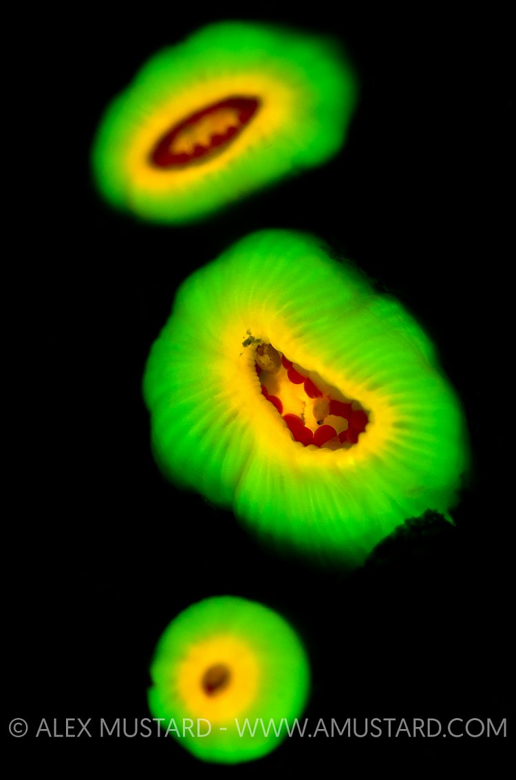 Jewel Anemone Fluorescence. Devon, UK.