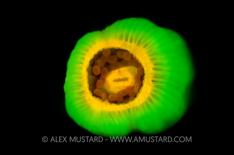 Jewel Anemone Fluorescence. Devon, UK.