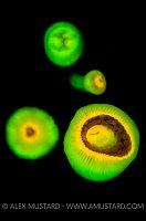 Jewel Anemone Fluorescence. Devon, UK.