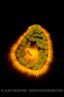 Jewel Anemone Fluorescence. Devon, UK.