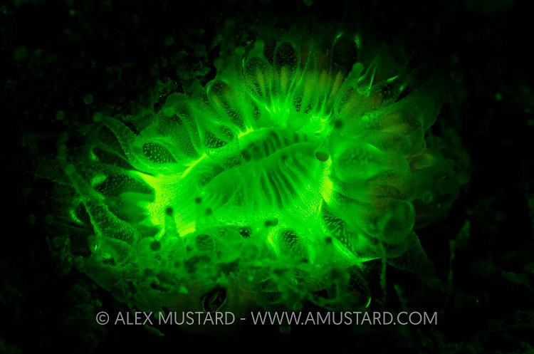 Fluorescent Coral. Devon, UK.