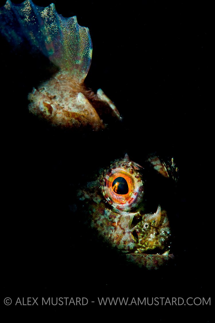 Scorpionfish Portrait. West Sussex, UK.
