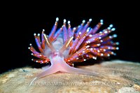 Nudibranch, West Sussex, UK.