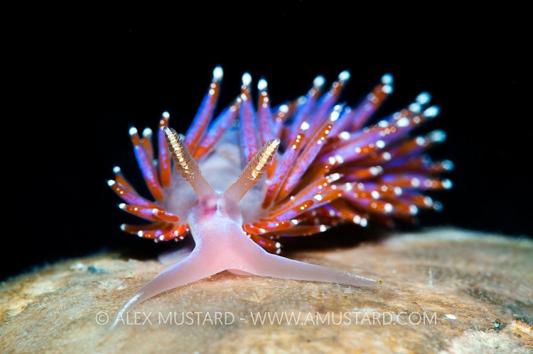Nudibranch, West Sussex, UK.