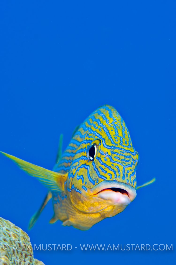 Bluestriped Grunt. Cayman Islands.