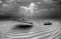 Stingrays at dusk (black and white)