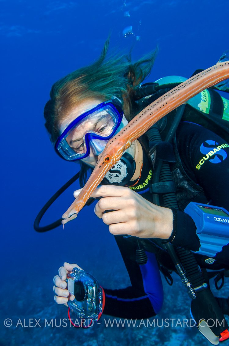 Diver and Trumpetfish. Cayman Islands