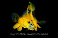 Shy Hamlet Spawning. Cayman Islands.