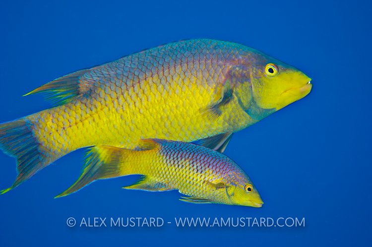 Spanish Hogfish Courtship. Cayman Islands.