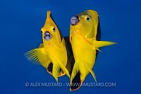 Rock Beauty Courtship. Cayman Islands