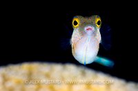 Sharpnose Puffer Portrait. Cayman Islands.
