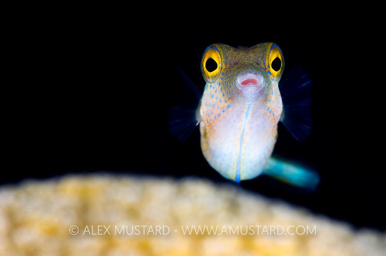 Sharpnose Puffer Portrait. Cayman Islands.
