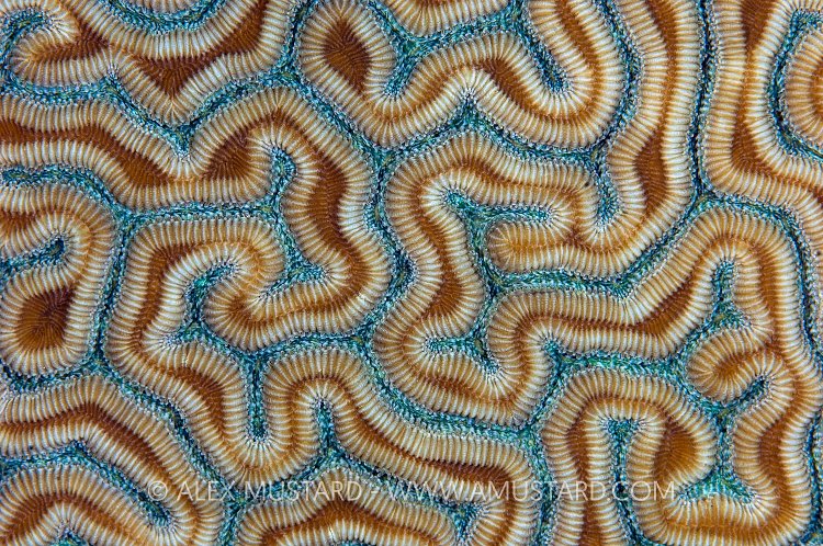 Grooved Brain Coral. Cayman Islands.